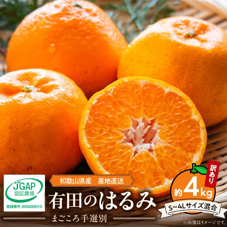 【2027年先行予約】和歌山県産 有田の はるみ 【訳あり 家庭用】 約4kg (S～4Lサイズ混合)_ZE6163n