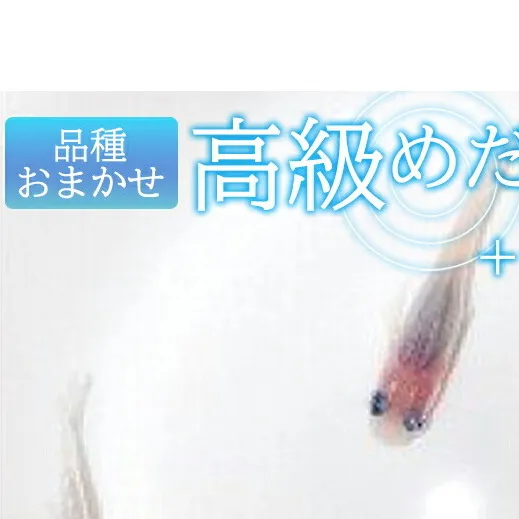 BA6001n_高級めだか 10匹＋補償 2匹（品種はおまかせ）