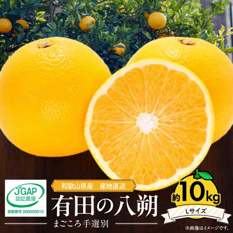 ZE6075n_【2026年先行予約】有田のはっさく 10kg Lサイズ【まごころ手選別】