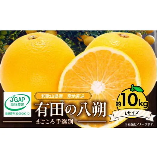 ZE6075n_【2026年先行予約】有田の八朔 (はっさく) 10kg （Lサイズ）まごころ手選別