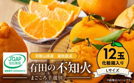 ZE6103n_【2026年先行予約】有田の不知火（しらぬひ） 化粧箱 12玉 Lサイズ【まごころ手選別】