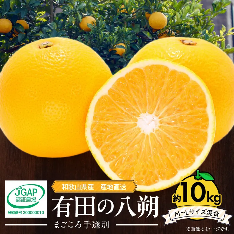 ZE6152n_【2026年先行予約】有田の八朔 (はっさく) 10kg（M～Lサイズ混合）まごころ手選別