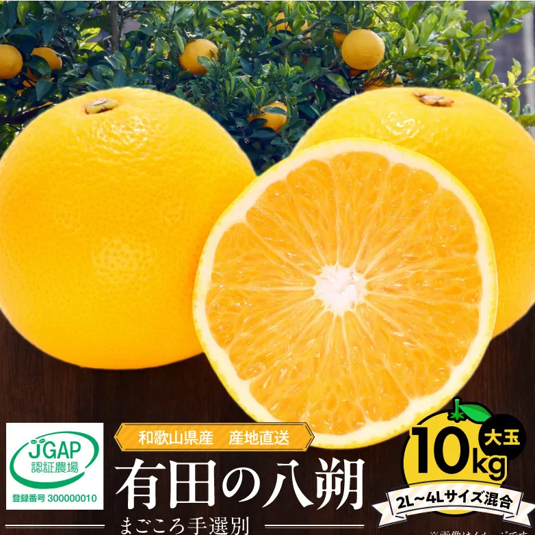 ZE6155n_【2026年先行予約】有田の八朔 (はっさく) 10kg  (2L～4Lサイズ混合)　まごころ手選別