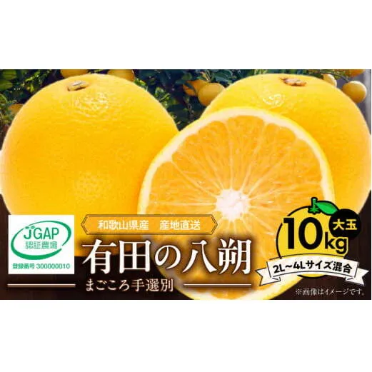 ZE6155n_【2026年先行予約】有田の八朔 (はっさく) 10kg  (2L～4Lサイズ混合)　まごころ手選別