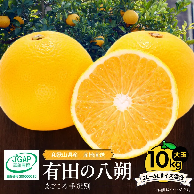 【2027年先行予約】和歌山県産 有田の八朔 (はっさく) 約10kg【2L～4Lサイズ混合】まごころ手選別 _ZE6155n