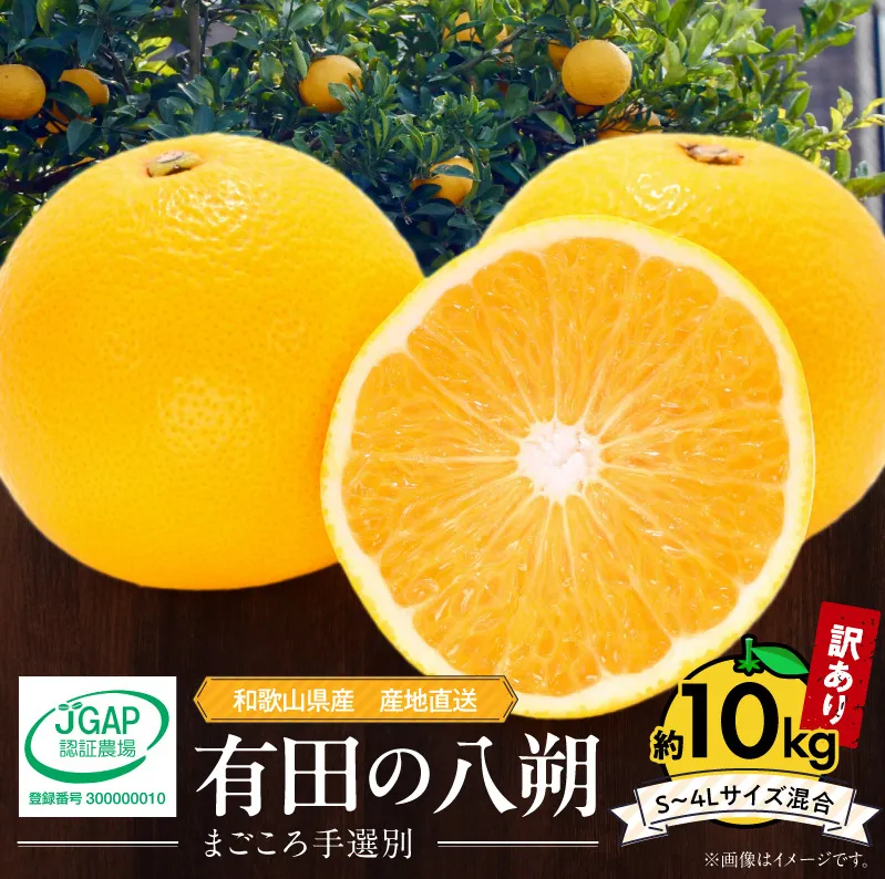 【2027年先行予約】和歌山県産 有田の八朔 (はっさく)【訳あり 家庭用】約10kg【S～4Lサイズ混合】まごころ手選別 _ZE6168n