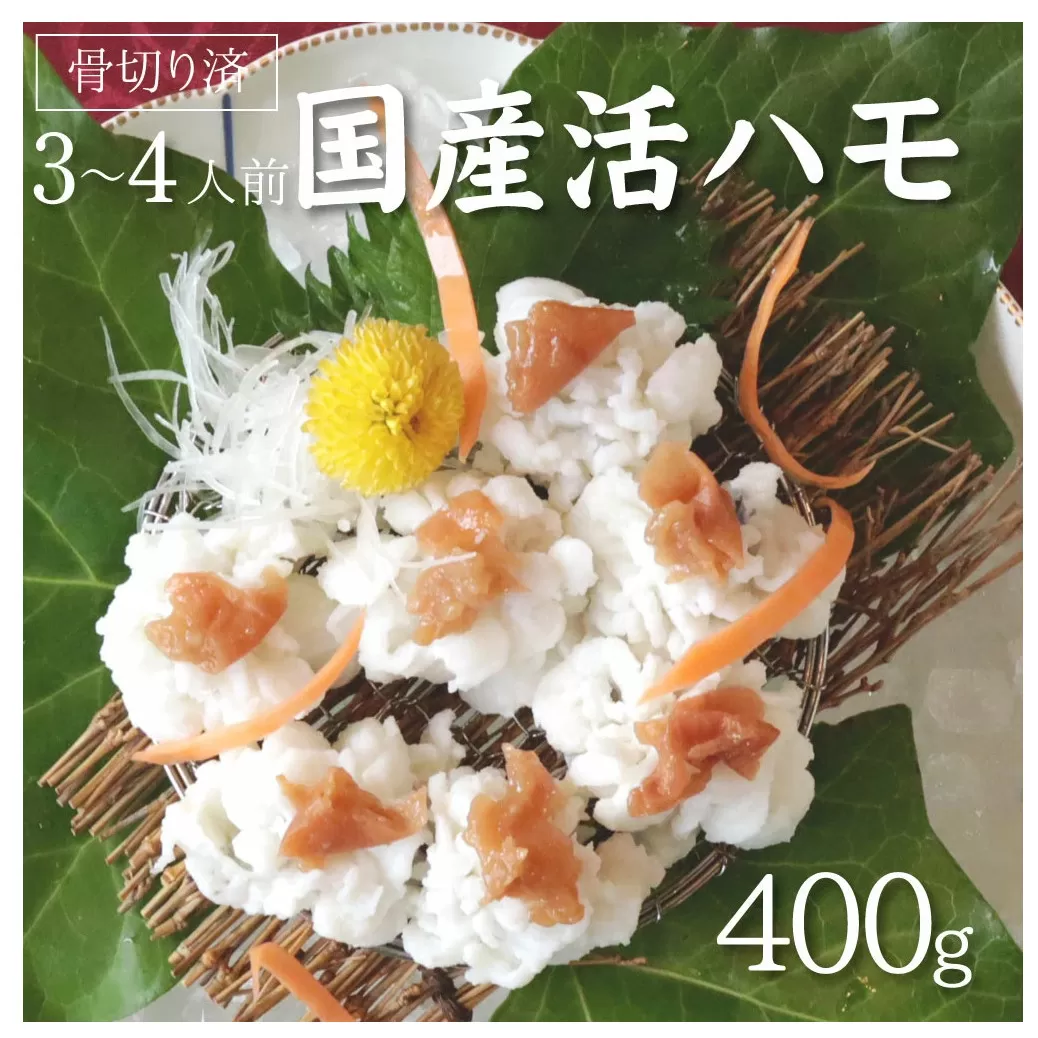 国産 活はも (骨切り済) 400g ( 3人前 ～ 4人前 )【天然 はも ハモ 鱧 鮮魚 皮付き 湯引き はもしゃぶ】_R6009