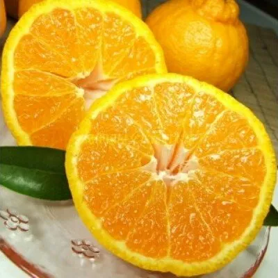 V7076_「デコ」 不知火 約4.5kg 湯浅町田村産 (果実サイズおまかせ) 春みかん　紀伊国屋文左衛門本舗