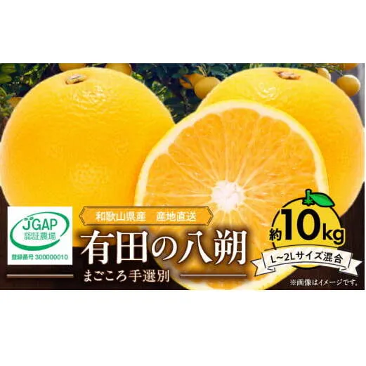 ZE6153n_【2026年先行予約】有田の八朔 (はっさく) 10kg (L～2Lサイズ混合)　まごころ手選別