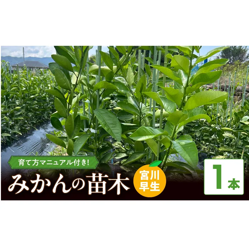 ZE6475_苗木 みかん 2年生【宮川早生】 1本セット【果樹 柑橘類 苗物】