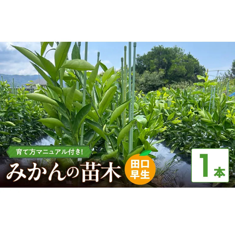 ZE6478_苗木 みかん 2年生【田口早生】 1本
