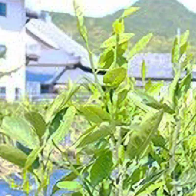 【2027年先行予約】八朔(はっさく)　苗木 2年生 1本 _ZE6477