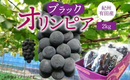 G7088_【2025年 先行予約】紀州有田産 ブラックオリンピア (ハチミツぶどう) 2kg