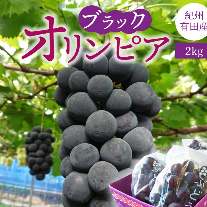 G7088_ 紀州有田産 ブラックオリンピア (ハチミツぶどう) 2kg 【ぶどう ブドウ 葡萄 グレープ フルーツ 国産】