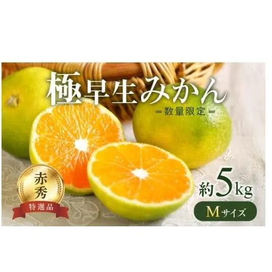 BF6037n_【2026年先行予約】 極早生みかん 5kg 赤秀 Мサイズ【ミカン 蜜柑 柑橘 温州みかん 有田みかん 贈答 ギフト わせみかん 和歌山】