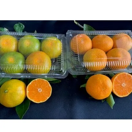 BF6057_【2025年先行予約】 ハウスみかん 二種 食べ比べ 4パック 【ミカン 蜜柑 柑橘 温州みかん 有田みかん ハウスミカン 和歌山】
