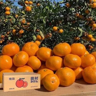 【2026年先行予約】【産地直送】和歌山 湯浅町産 田村みかん 5kg (サイズおまかせ)_BL6149n