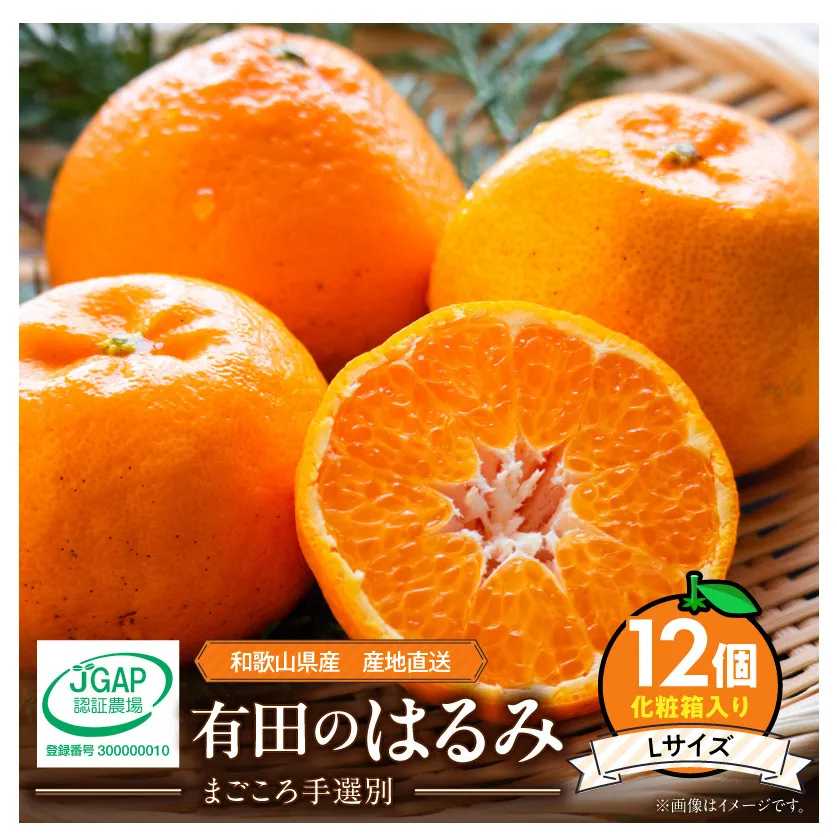 【2027年先行予約】和歌山県産 有田の はるみ 化粧箱入り Lサイズ 12個入り_ZE6091n
