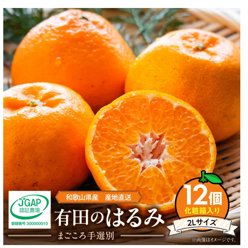 【2027年先行予約】和歌山県産 有田の はるみ 化粧箱入り 2Lサイズ 12個入り_ZE6090n