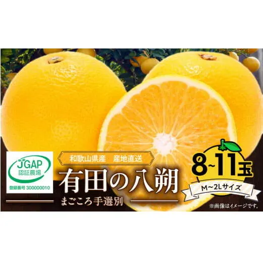 ZE6356n_【2026年先行予約】有田の八朔 (はっさく) 2.5kg　8～11玉 （M～2Lサイズ）まごころ手選別