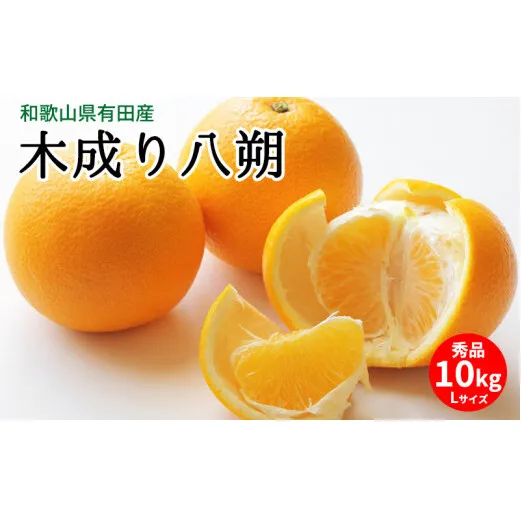 U6231n_【2026年先行予約】木成り八朔 秀品 約10kg Lサイズ 和歌山県有田産