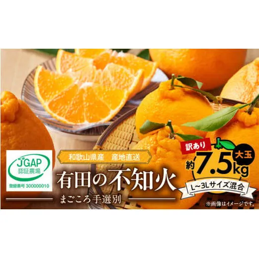 ZE6107n_【2026年先行予約】有田の不知火(しらぬひ) 【訳あり　家庭用】7.5kg 大玉 （L～3Lサイズ混合）まごころ手選別
