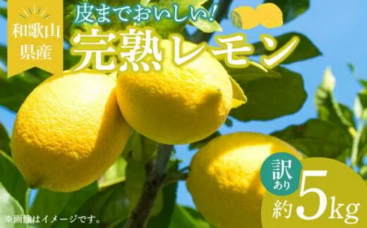 EA6023n_【訳あり・ご家庭用】完熟 レモン 5kg 皮まで使用可能（栽培期間中農薬不使用）
