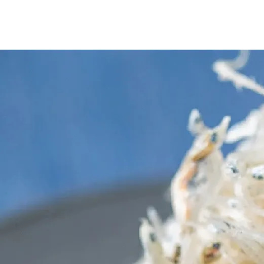 C6031n_まるとも海産【冷蔵】天日干し ちりめん 400g (200g×2) ちりめん山椒 400g (200g×2) セット 紀州湯浅湾直送！