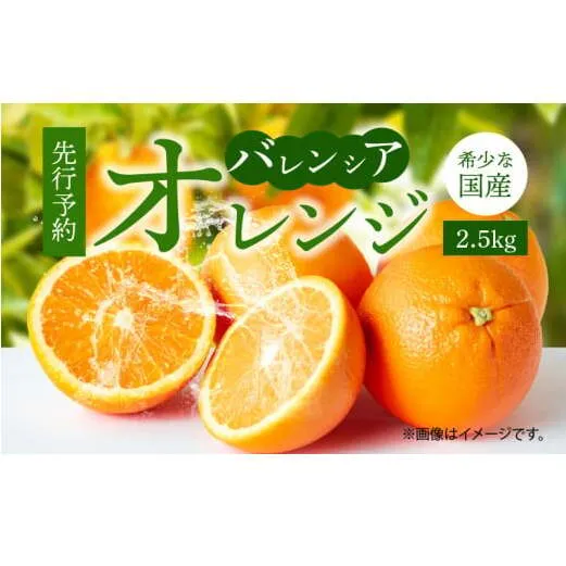 G7078_希少な 国産 バレンシアオレンジ 2.5kg 秀品