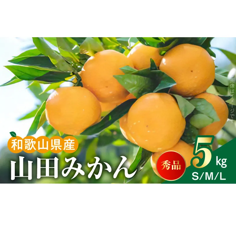 山田みかん 秀品 約5kg (S・M・Lサイズいずれかおまかせ)_AM6001n