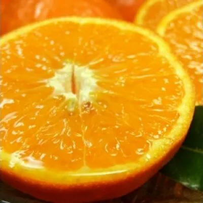 V7417_セミノールオレンジ [約5kg] 和歌山県有田産 春みかん (果実サイズおまかせ) 春柑橘 紀伊国屋文左衛門本舗