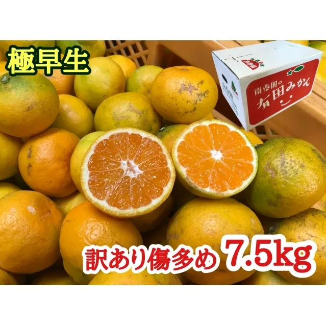 【訳あり傷多め】極早生・有田みかん 約7.5kg（サイズおまかせ）_ZF6011n