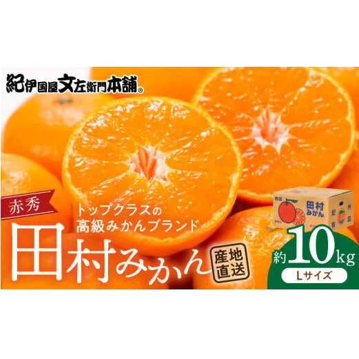 V7442_田村みかん／特選ギフト品10kg【Lサイズ】赤秀／紀州和歌山有田郡湯浅町田村地区産／最高級プレミアムブランドの田村ミカン／紀伊国屋文左衛門本舗(お届け日指定不可)