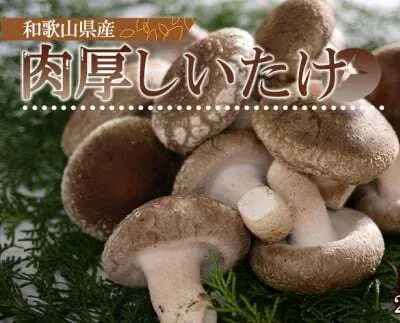 DM6003_最高級 肉厚椎茸 清流椎茸 1kg (200g×5パック)