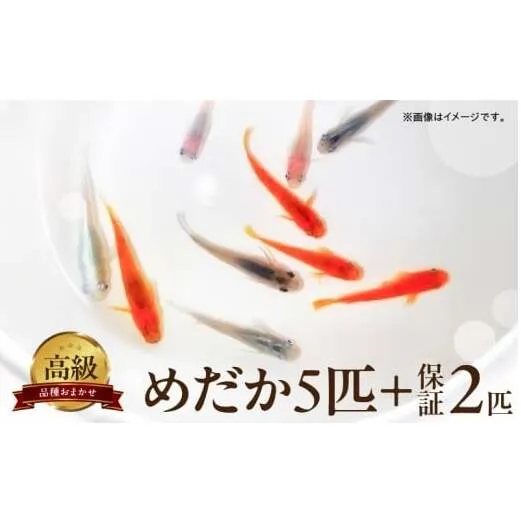 BA6012_高級めだか 5匹＋補償 2匹（品種はおまかせ）