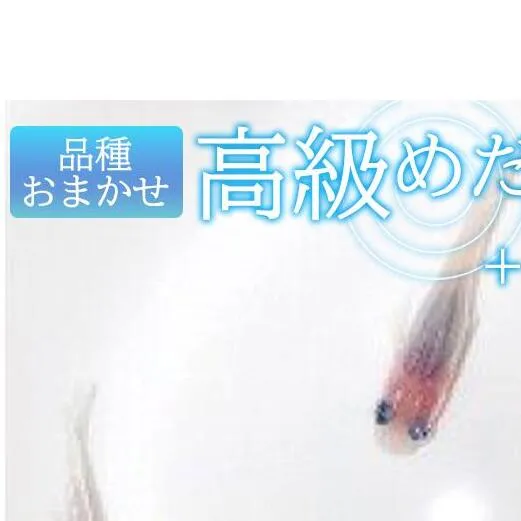 高級めだか 5匹＋補償 2匹（品種はおまかせ）_BA6012