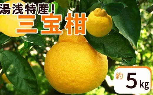 ZP6106n_【2026年先行予約】湯浅特産! 三宝柑 5kg