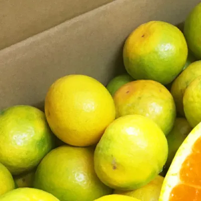 G7098_ 紀州和歌山有田産 ゆら早生みかん 10kg【ミカン 蜜柑 柑橘 温州みかん わせみかん】