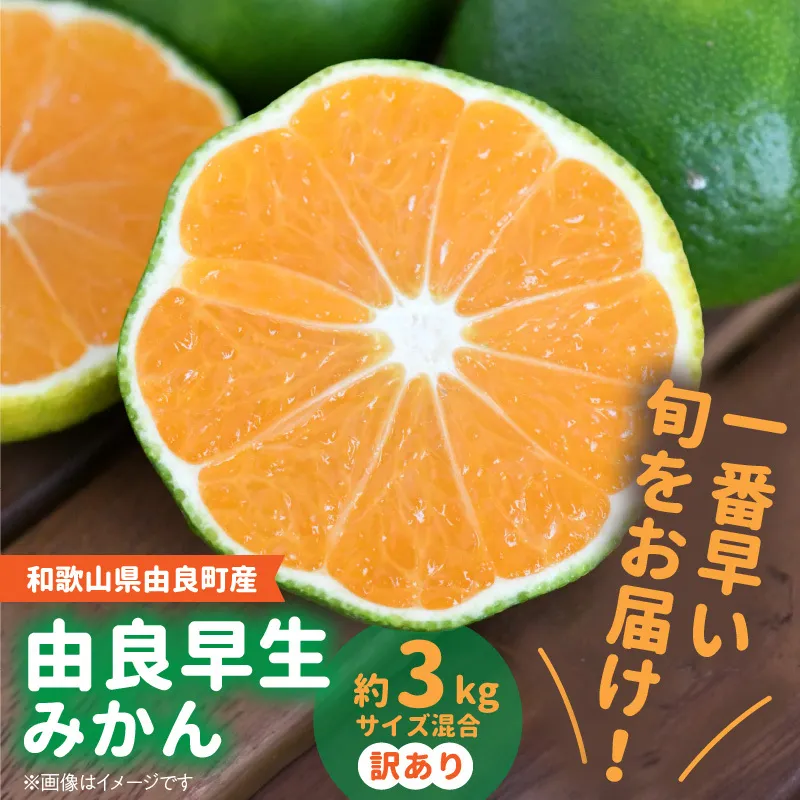 BB6203_ 和歌山由良町産 由良早生みかん 約3kg  訳あり キズ 御家庭用 サイズ混合