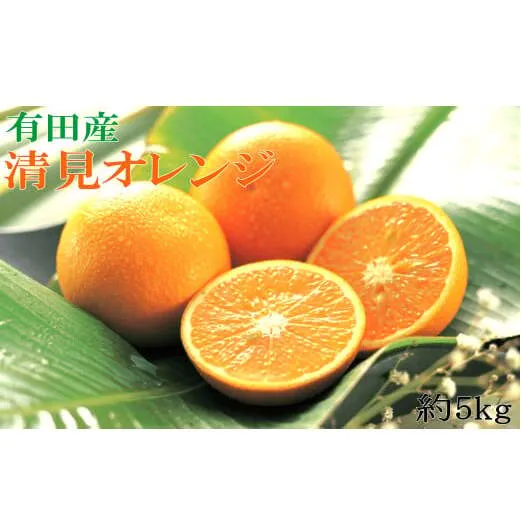 ZD7005_【2026年先行予約】【濃厚】有田産清見オレンジ約5kg（サイズおまかせ・青秀以上）