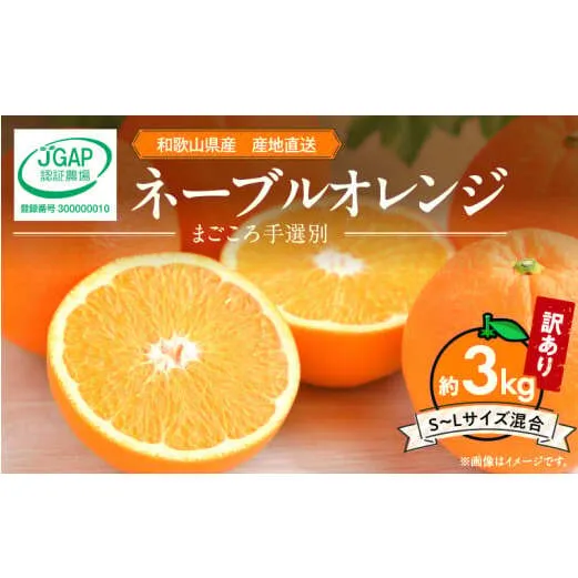 ZE6443_【2026年先行予約】和歌山県産 ネーブルオレンジ 【訳あり 家庭用】3kg サイズ混合【まごころ手選別】