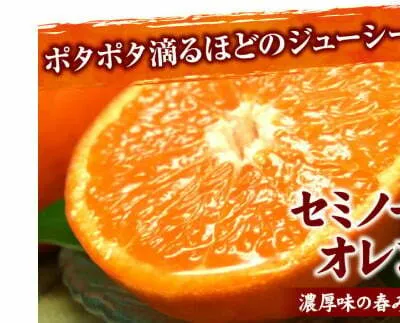 V7418_セミノール オレンジ 約2.8kg 和歌山県有田産 春みかん (果実サイズおまかせ) 春柑橘 紀伊国屋文左衛門本舗