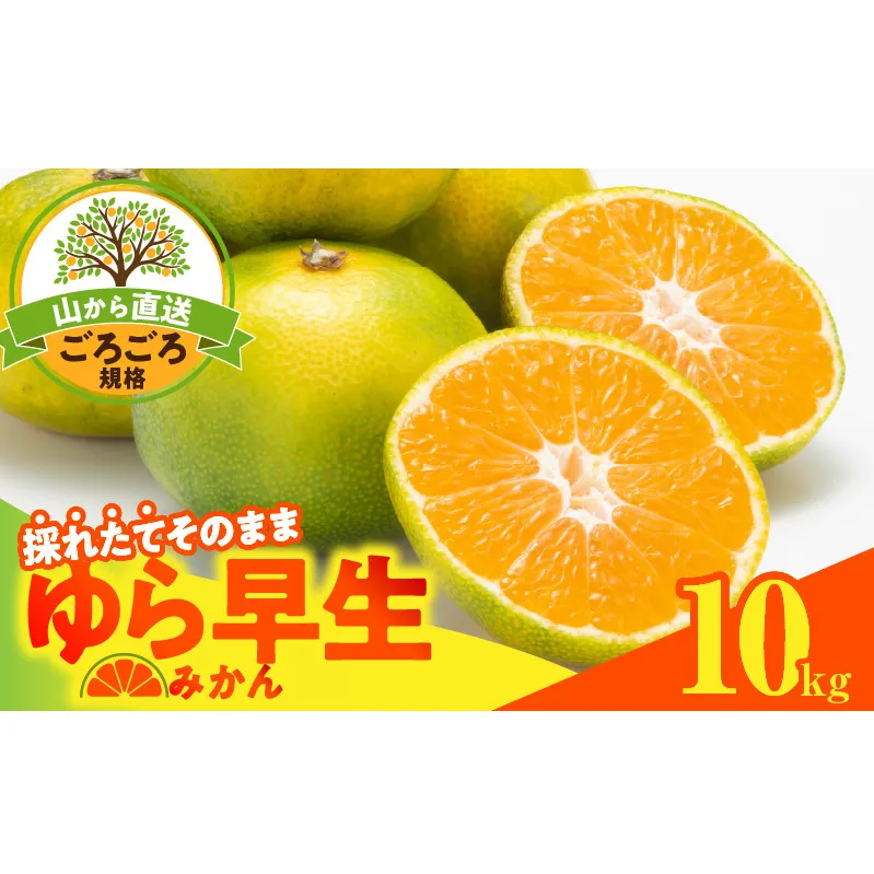 MK1062_【2025年先行予約】ゆら早生 みかん 山から直送 箱込 10kg ( 内容量 9.2kg ) 採れたてそのままごろごろ規格 有田みかん 和歌山県産