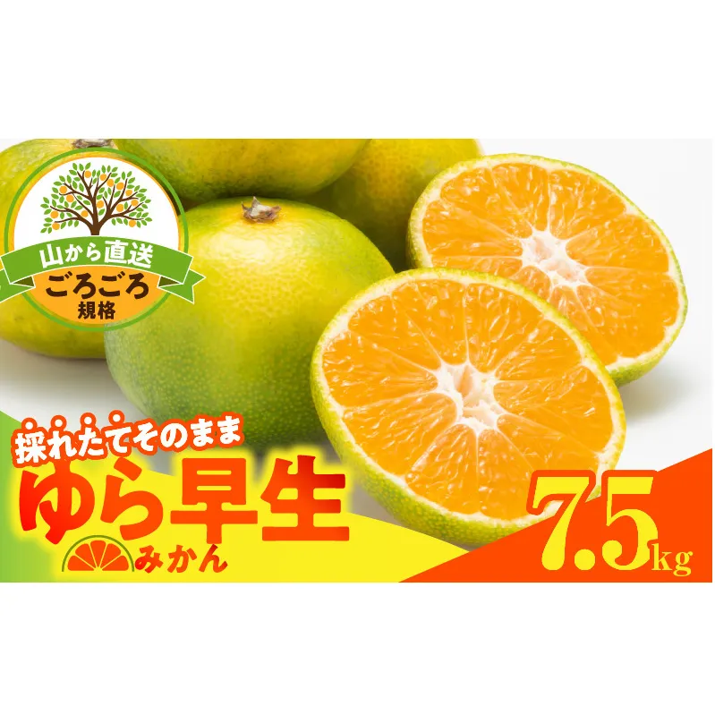 MK1063_【2025年先行予約】ゆら早生 みかん 山から直送 箱込 7.5kg ( 内容量 6.8kg ) 採れたてそのままごろごろ規格 有田みかん 和歌山県産