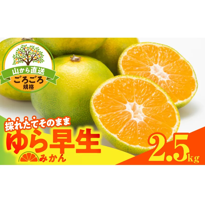 MK1065_【2025年先行予約】ゆら早生 みかん 山から直送 箱込 2.5kg ( 内容量 2.3kg ) 採れたてそのままごろごろ規格 有田みかん 和歌山県産