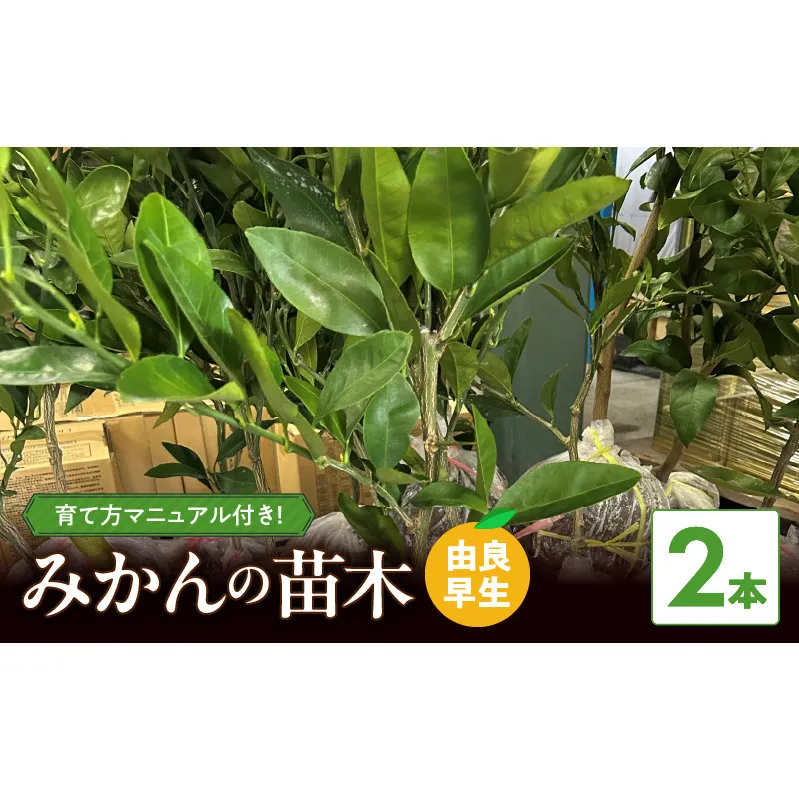 ZE6495_【2026年先行予約】みかん 苗木　【由良早生】 2本