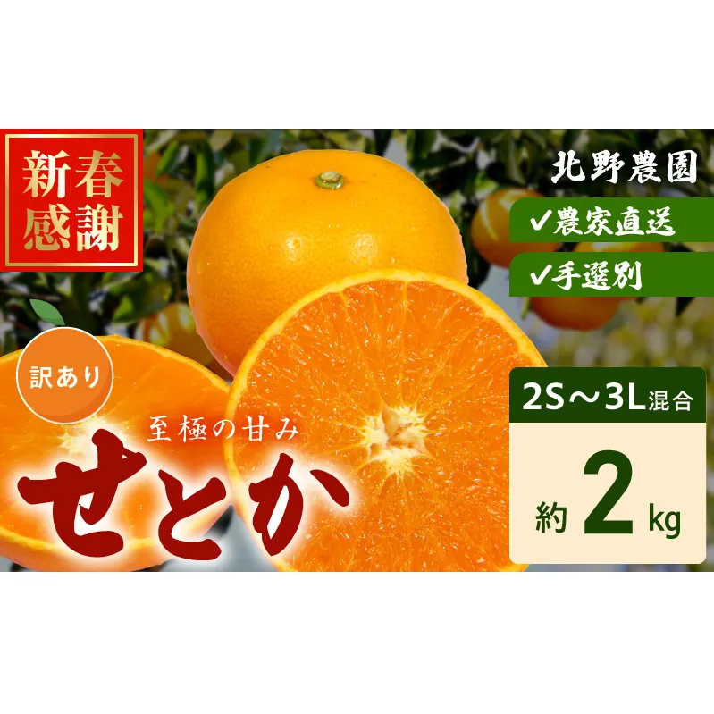 DZ6230_ご家庭用 せとか 和歌山 有田 2S～3Lサイズ 大きさお任せ 約2kg