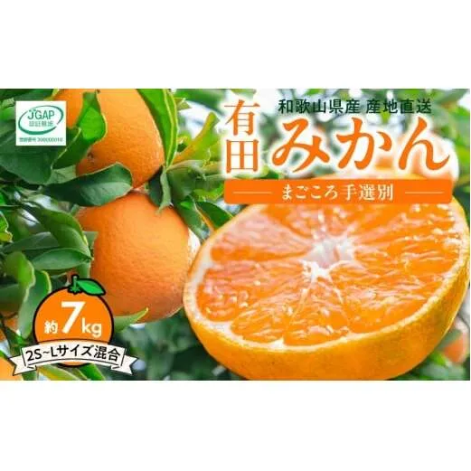 ZE6518_【2026年先行予約】【秀品】和歌山県産 有田みかん 約7kg (2S～Lサイズ混合)【まごころ手選別】