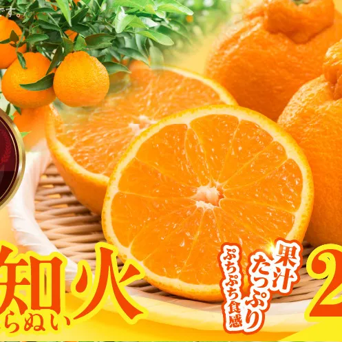 MK1014_不知火 (しらぬい) 秀品 玉ぞろい 箱込 2.5kg (内容量約2.3kg)