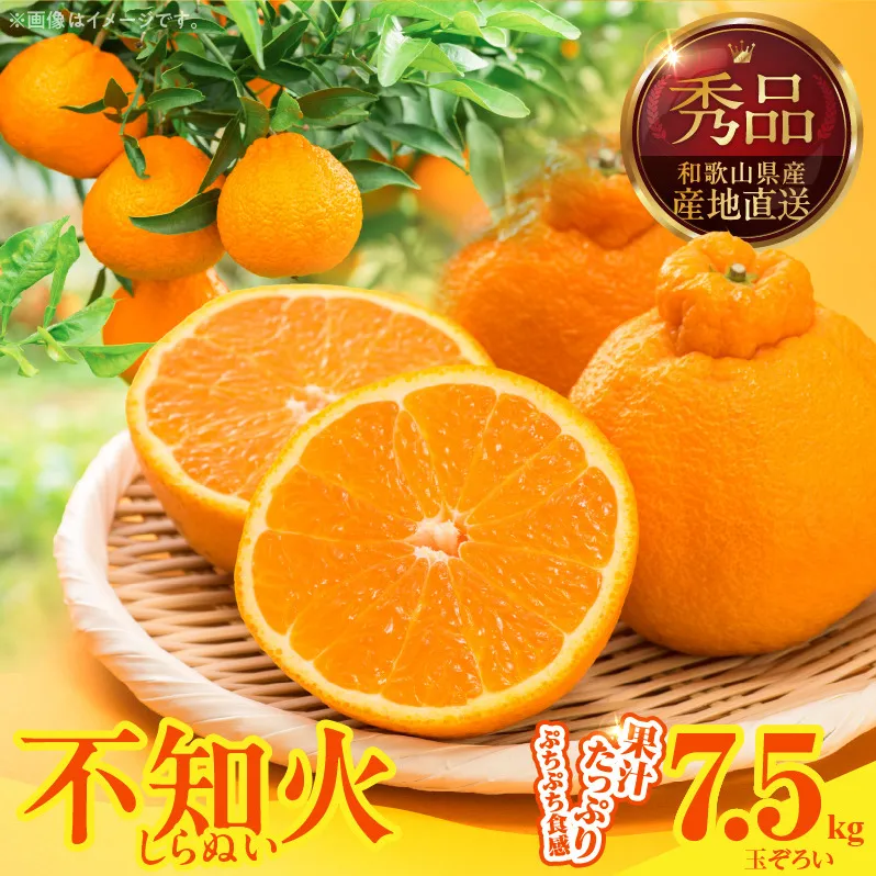 MK1009_不知火 (しらぬい) 秀品 玉ぞろい 箱込 7.5kg (内容量約6.8kg)